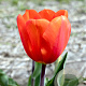 Tulipa Cadans 11-12 cm verpakt per 100