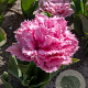 Tulipa Cairns 11-12 cm verpakt per 100
