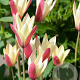 Tulipa clusiana 'Cynthia' verpakt per 100