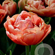 Tulipa Copper Image 11-12 cm verpakt per 100