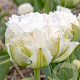 Tulipa Snow Crystal 11-12 cm verpakt per 100