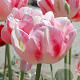 Tulipa Finola 11-12 cm verpakt per 100