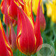 Tulipa Fly Away 11-12 cm verpakt per 100
