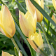 Tulipa Honky Tonk verpakt per 100