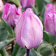Tulipa Jacuzzi 12 cm verpakt per 100