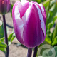 Tulipa Librije 12 cm verpakt per 100