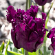 Tulipa Parrot Negrita 12 cm verpakt per 100