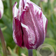Tulipa Rems Favourite 12 cm verpakt per 100
