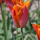 Tulipa Request 12 cm verpakt per 100