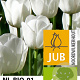Tulipa Royal Virgin 11-12 cm verpakt per 100