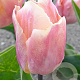 Tulipa Salmon Prince 11-12 cm verpakt per 100