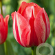 Tulipa Spryng Break 12 cm verpakt per 100