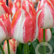 Tulipa Spryng Sunrise 12 cm verpakt per 100