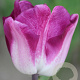 Tulipa Shiun 11-12 cm verpakt per 100