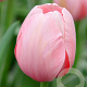 Tulipa Sweet Impression 11-12 cm verpakt per 100