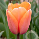 Tulipa Apricot Impression 12 cm verpakt per 100
