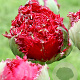 Tulipa Qatar 11-12 cm verpakt per 100