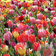 Tulipa Triumph Mix 11-12 cm verpakt per 100