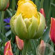 Tulipa Vanilla Coupe 11-12 cm verpakt per 100