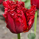 Tulipa Versaci 11-12 cm verpakt per 100