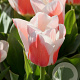 Tulipa Willem van den Akker 12 cm verpakt per 100