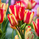 Tulipa Wonder Club 12 cm verpakt per 100
