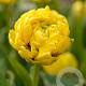 Tulipa Yellow Pomponette 11-12 cm verpakt per 100