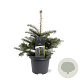 Abies koreana 30-40 cm 5,0L