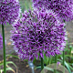 Allium 'Early Emperor' 14 CM verpakt per 25