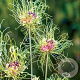 Allium 'Hair' 5 cm verpakt per 100