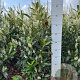 Prunus l. 'Herbergii' 80-100 cm met kluit