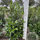 Prunus l. 'Herbergii' 80-100 cm met kluit