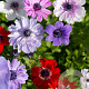 Anemone 'St. Brigid Mix' 5-6 cm verpakt per 100