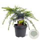Cedrus deod. 'Golden Horizon' 30-40 cm 5,0L