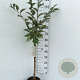 Prunus nipponica 'Ruby' 60 cm stam 5,0L
