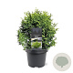 Chamaecyparis o. 'Melody' 20-25 cm 3,0L