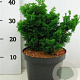 Chamaecyparis o. 'Nana Gracilis' 25-30 cm 5,0L