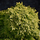 Cryptomeria j. 'Twinkle Toes' 20-25 cm 3,0L