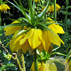 Fritillaria imp. Maxima Lutea 24 CM verpakt per 10