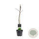 Ginkgo biloba 50-60 cm 3,0L