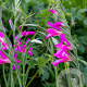 Gladiolus byzantinus verpakt per 100
