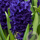 Hyacinthen Blue Trophy verpakt per 50