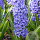 Hyacinthen Blue Jacket verpakt per 50