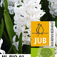 Hyacinthen White Pearl verpakt per 50