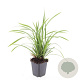 Carex morrowii 'Irish Green' GM P9
