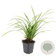 Carex morrowii 'Irish Green' GM P9