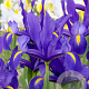 Iris Hollandica Blue Magic 8-9 cm verpakt per 100