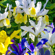 Iris Hollandica Mix verpakt per 100