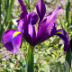 Iris Hollandica Purple Sensation verpakt per 100