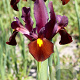 Iris Hollandica Red Ember verpakt per 100
